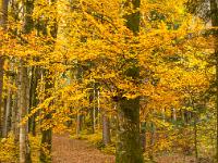 Blätterbedeckter Waldboden und leuchtendes Laub